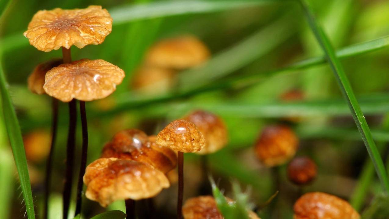快手粉丝超级低价业务网站 - 抖音自助商城,每天免费领取1000空间访客