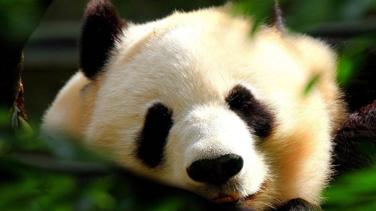 免费qq十万赞-快手刷评论网站全网+最低价啊免费-快手抖音点赞在线自助平台,qq刷东西的网站免费,梓豪刷赞