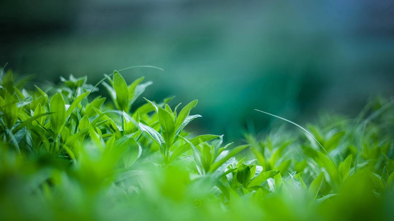 卡盟低价提卡网 - 快手刷赞便宜秒到