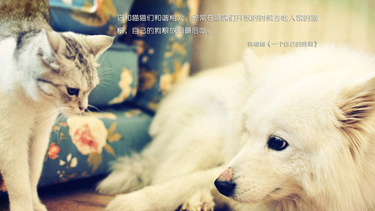 卡盟平台官网下载_梓豪代网刷网_低价代刷快手qq - qq刷赞网最大